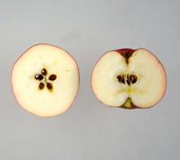 Ellis Bitter cideræbler